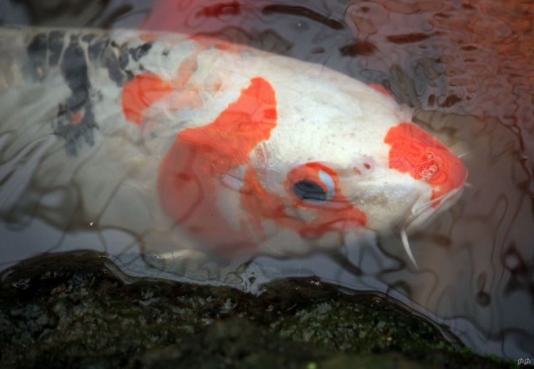 Fonds d'cran Animaux Poissons d'eau douce Encore quelques photos et les dernires de MONDO VERDE (Pays-Bas).