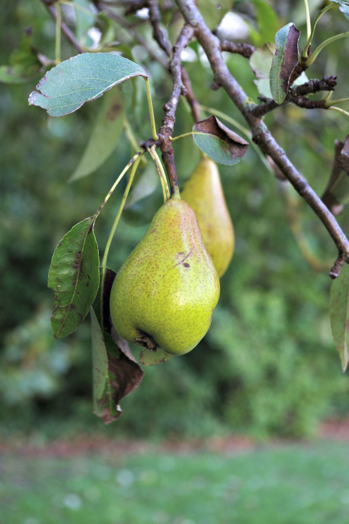 Fonds d'cran Nature Fruits Poirier