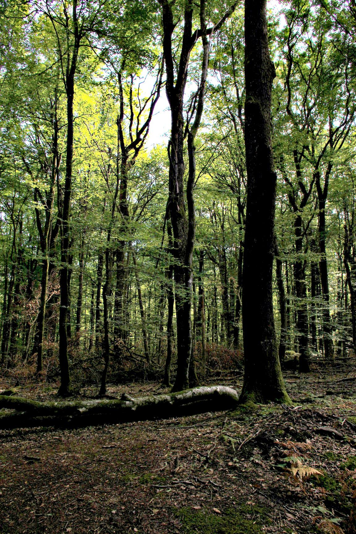 Fonds d'cran Nature Arbres - Forts forêt en fin d'été