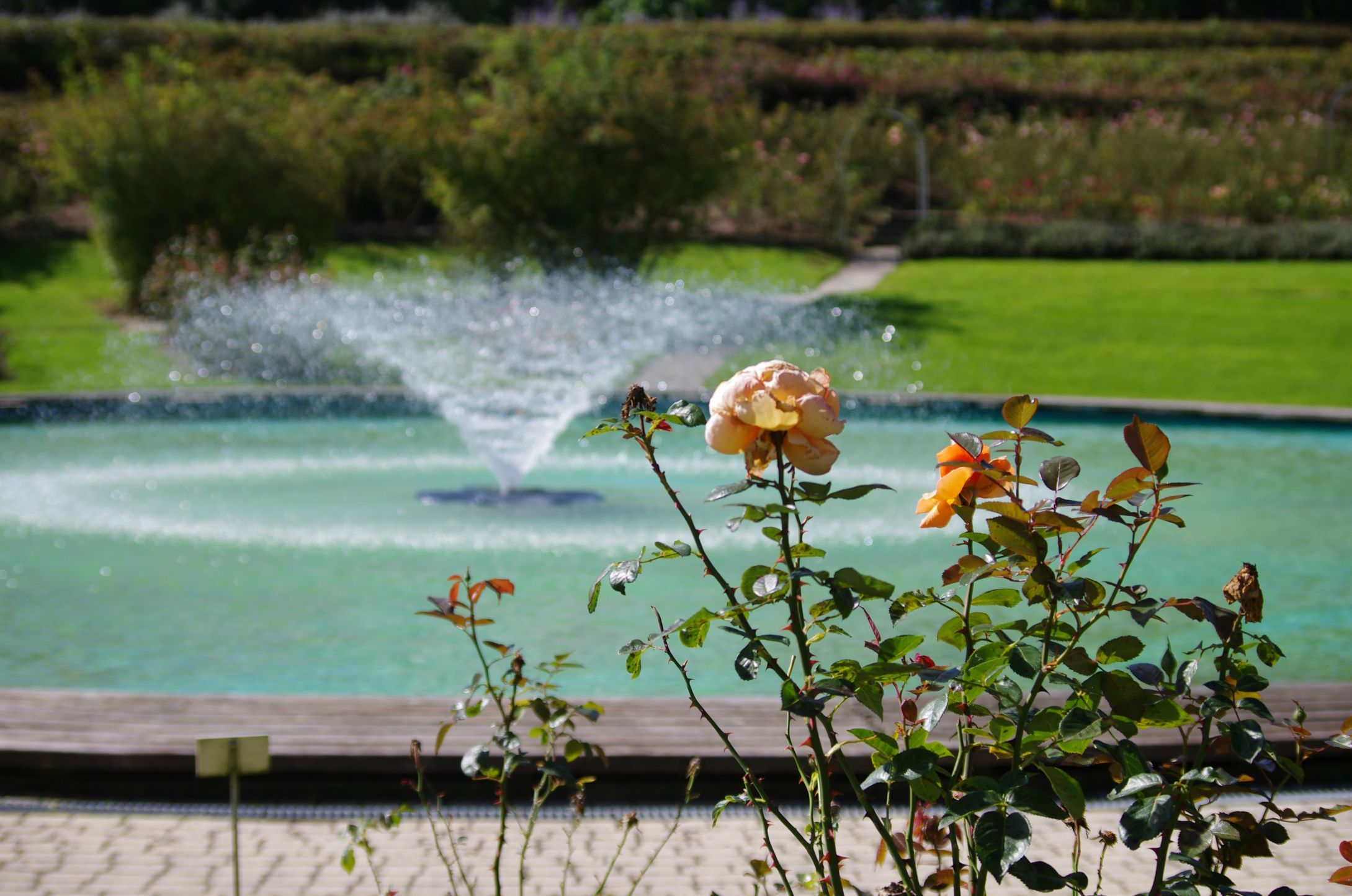 Fonds d'cran Nature Fleurs Roses et fontaine