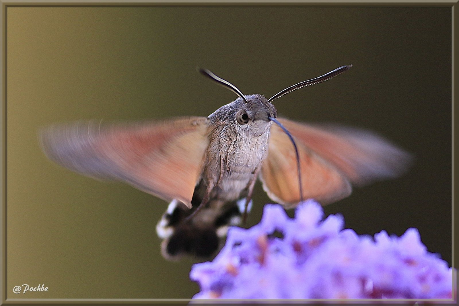 Fonds d'cran Animaux Insectes - Papillons 