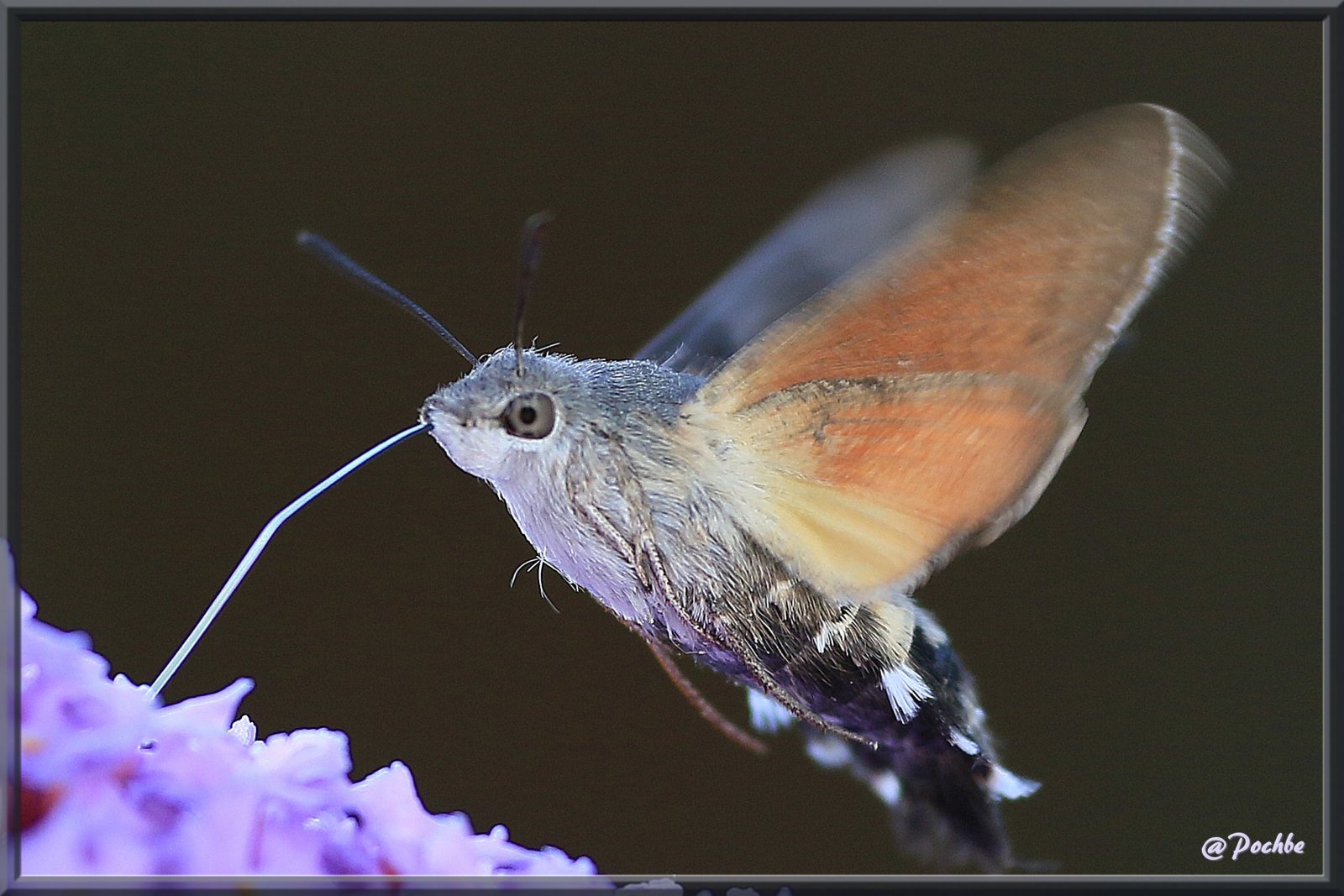 Fonds d'cran Animaux Insectes - Papillons 