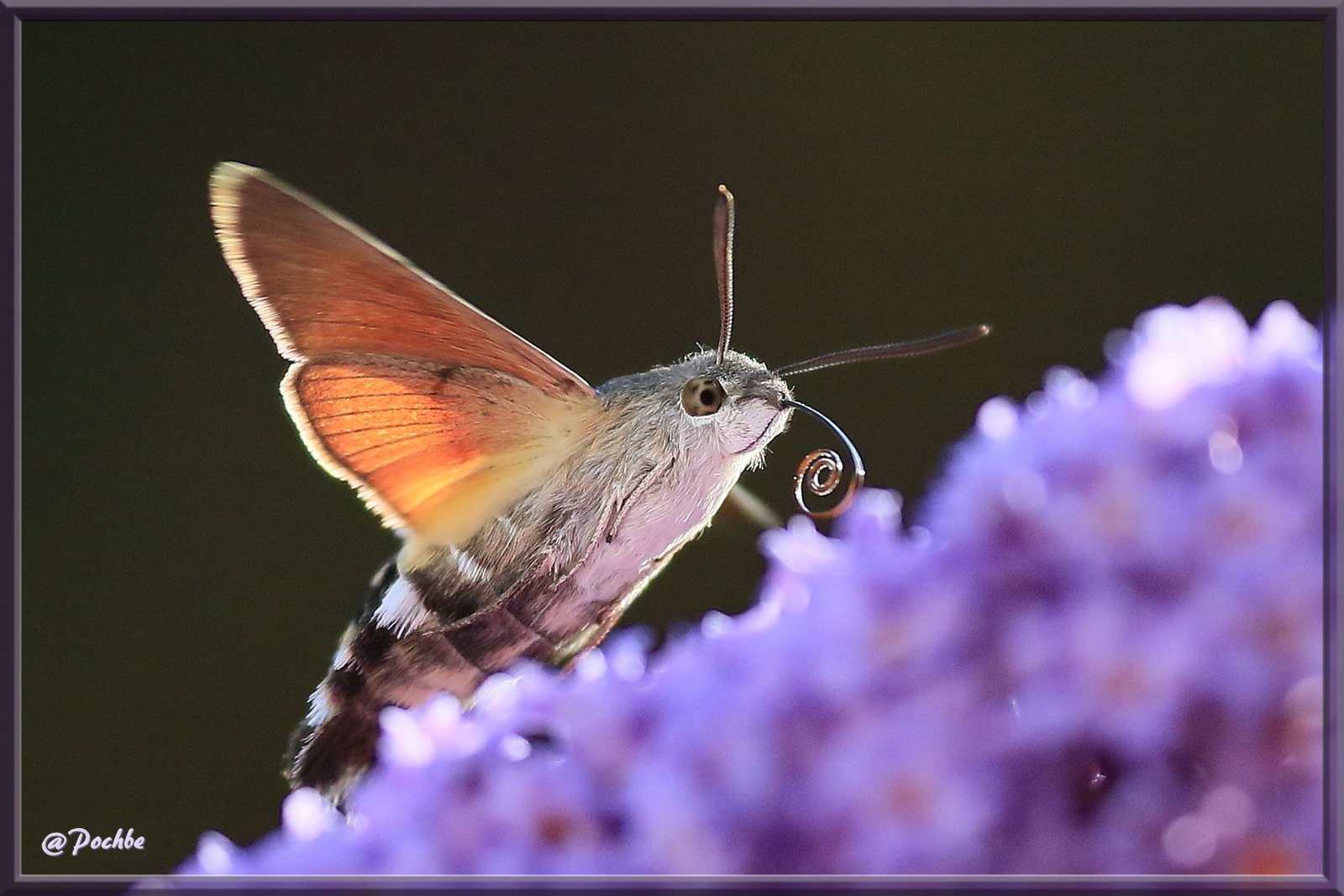 Fonds d'cran Animaux Insectes - Papillons 