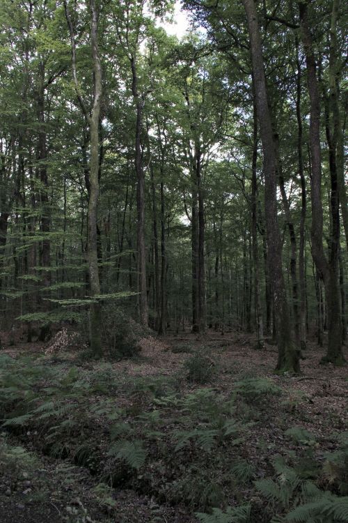 Fonds d'cran Nature Arbres - Forts forêt en fin d'été