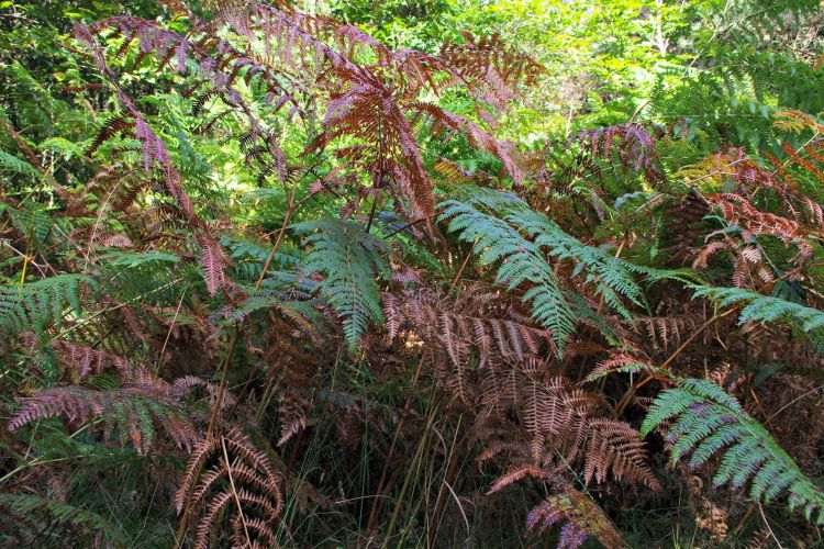 Fonds d'cran Nature Plantes - Arbustes fougres 