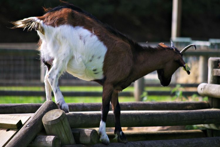 Fonds d'cran Animaux Chvres chèvre