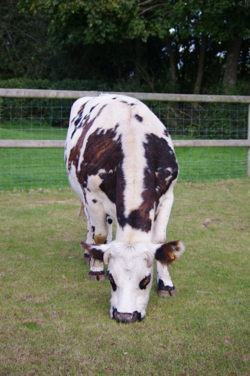 Fonds d'cran Animaux Vaches - Taureaux - Boeufs vache Normande