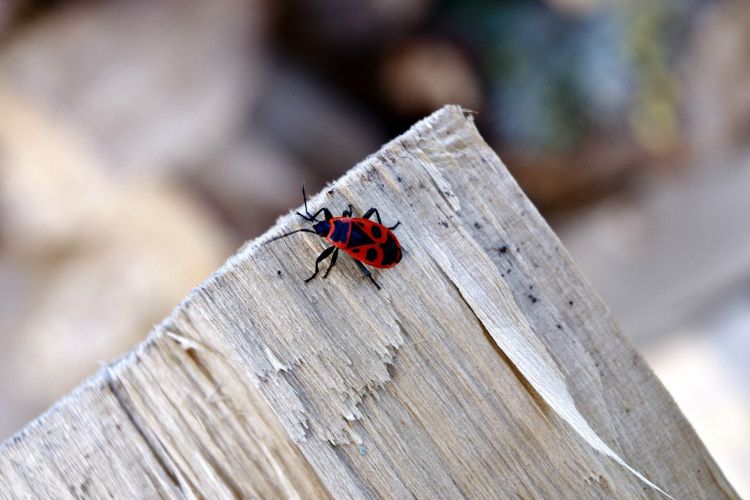 Fonds d'cran Animaux Insectes - Gendarmes Punaise appele 