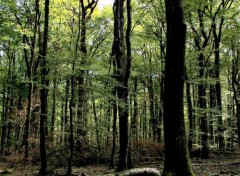  Nature forêt en fin d'été