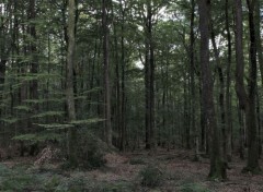  Nature forêt en fin d'été