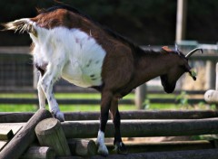  Animaux chèvre