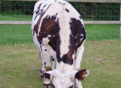  Animaux vache Normande