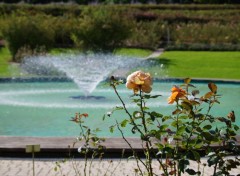  Nature Roses et fontaine