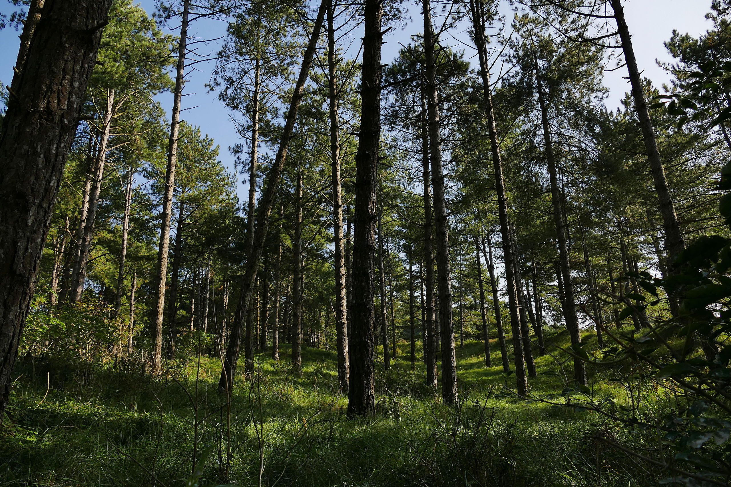 Wallpapers Nature Trees - Forests Sous bois de Marquentire