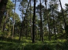  Nature Sous bois de Marquentire