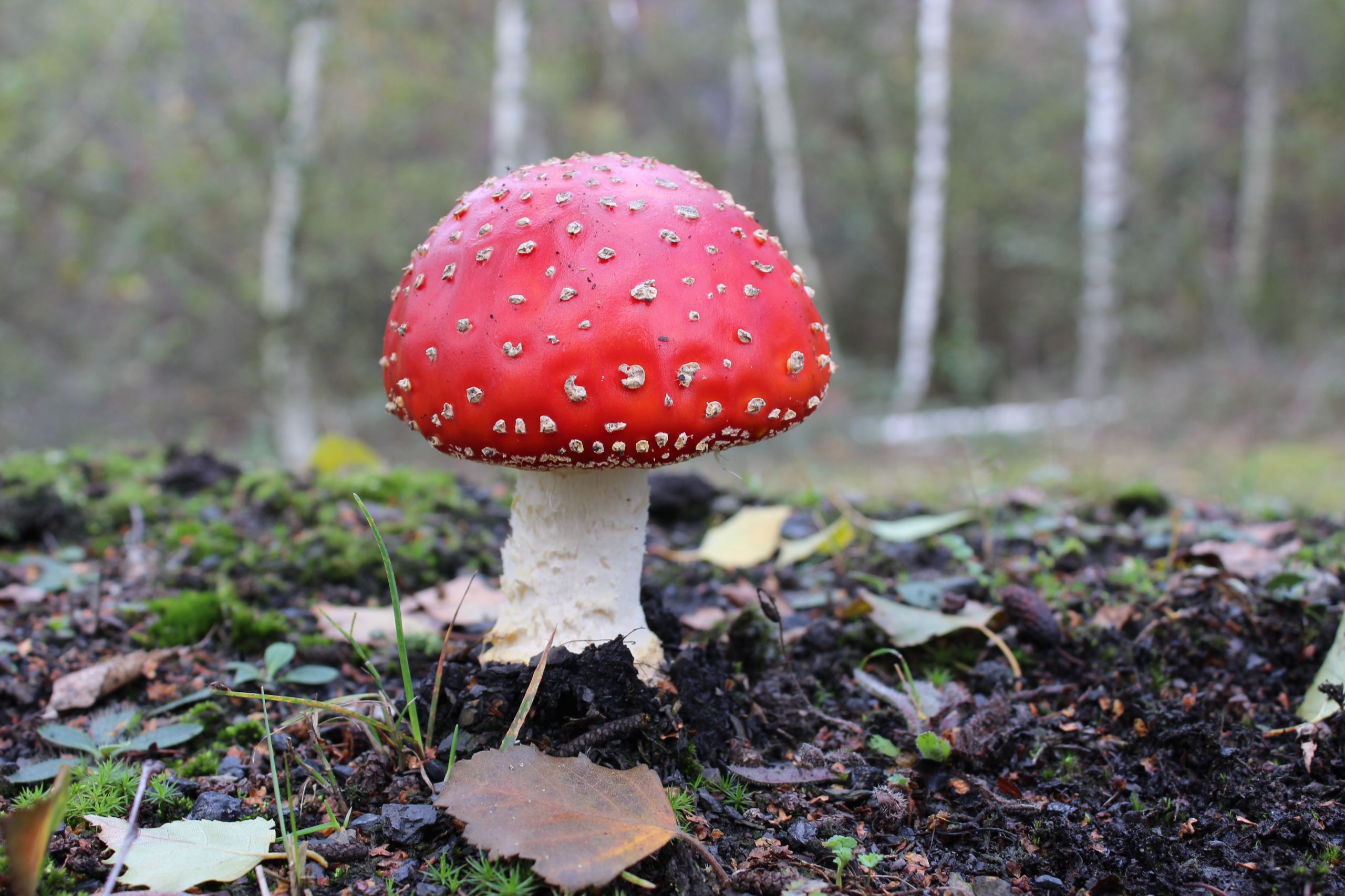 Fonds d'cran Nature Champignons 