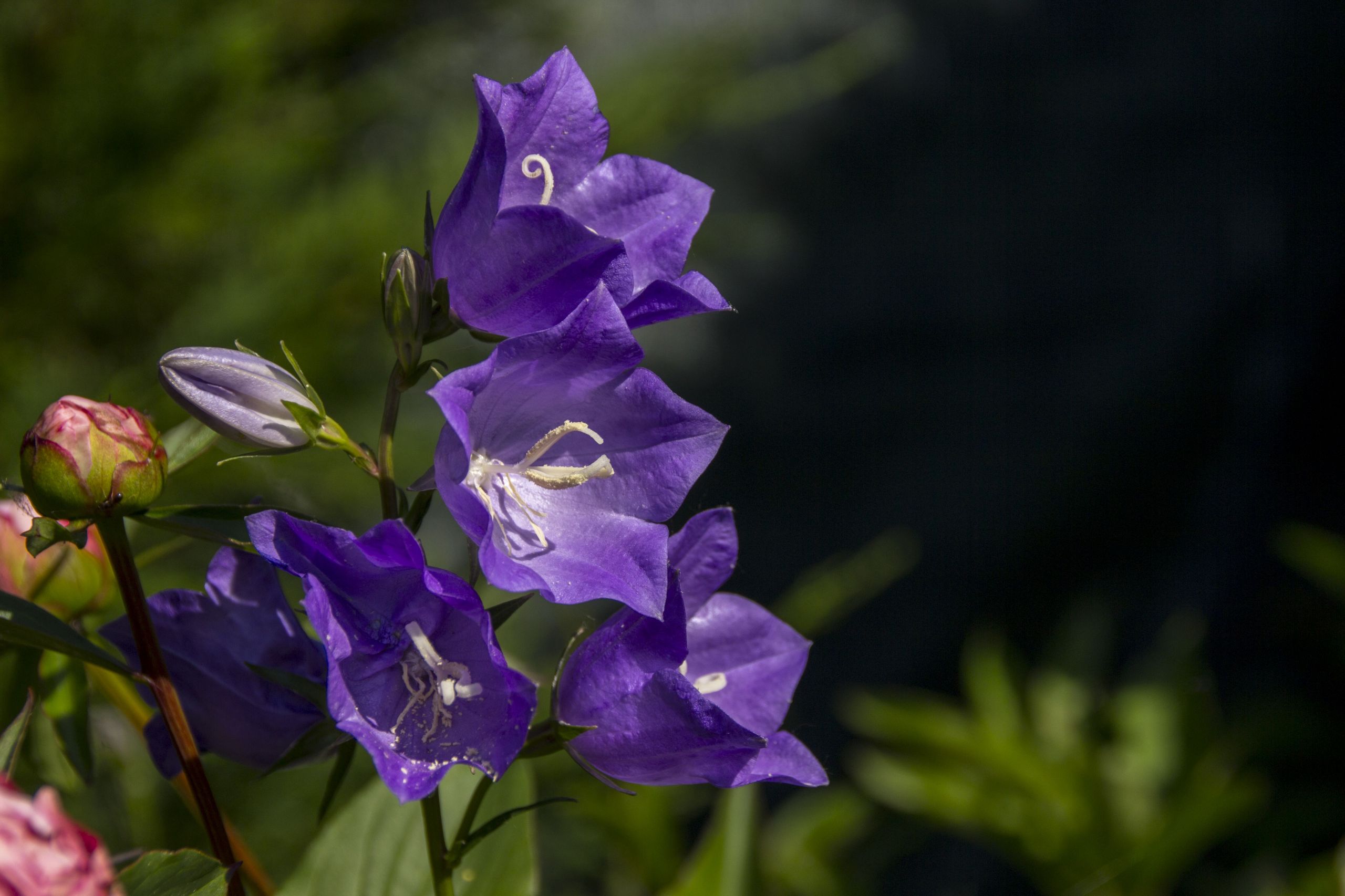 Wallpapers Nature Flowers 