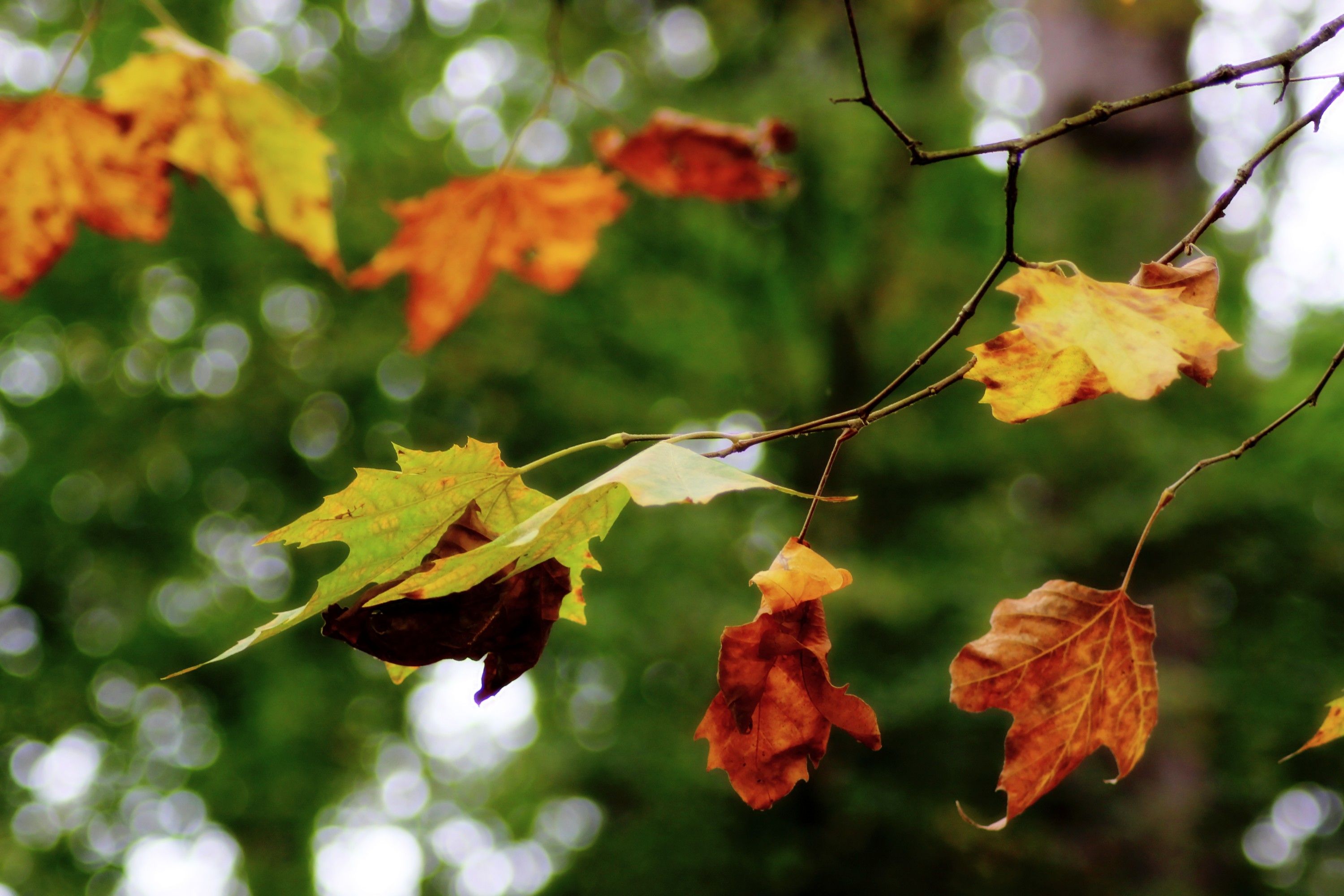 Fonds d'cran Nature Feuilles - Feuillages Couleurs d'automne