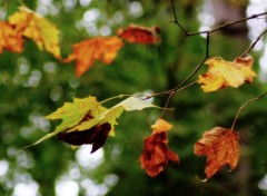  Nature Couleurs d'automne