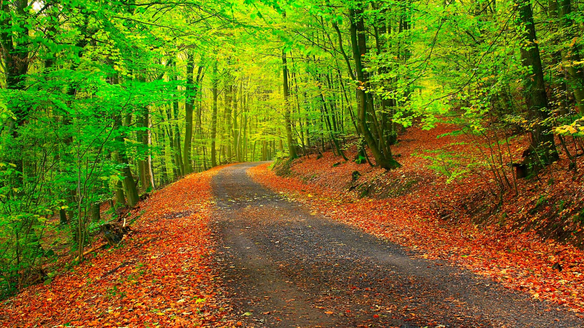 Fonds d'cran Nature Arbres - Forts 