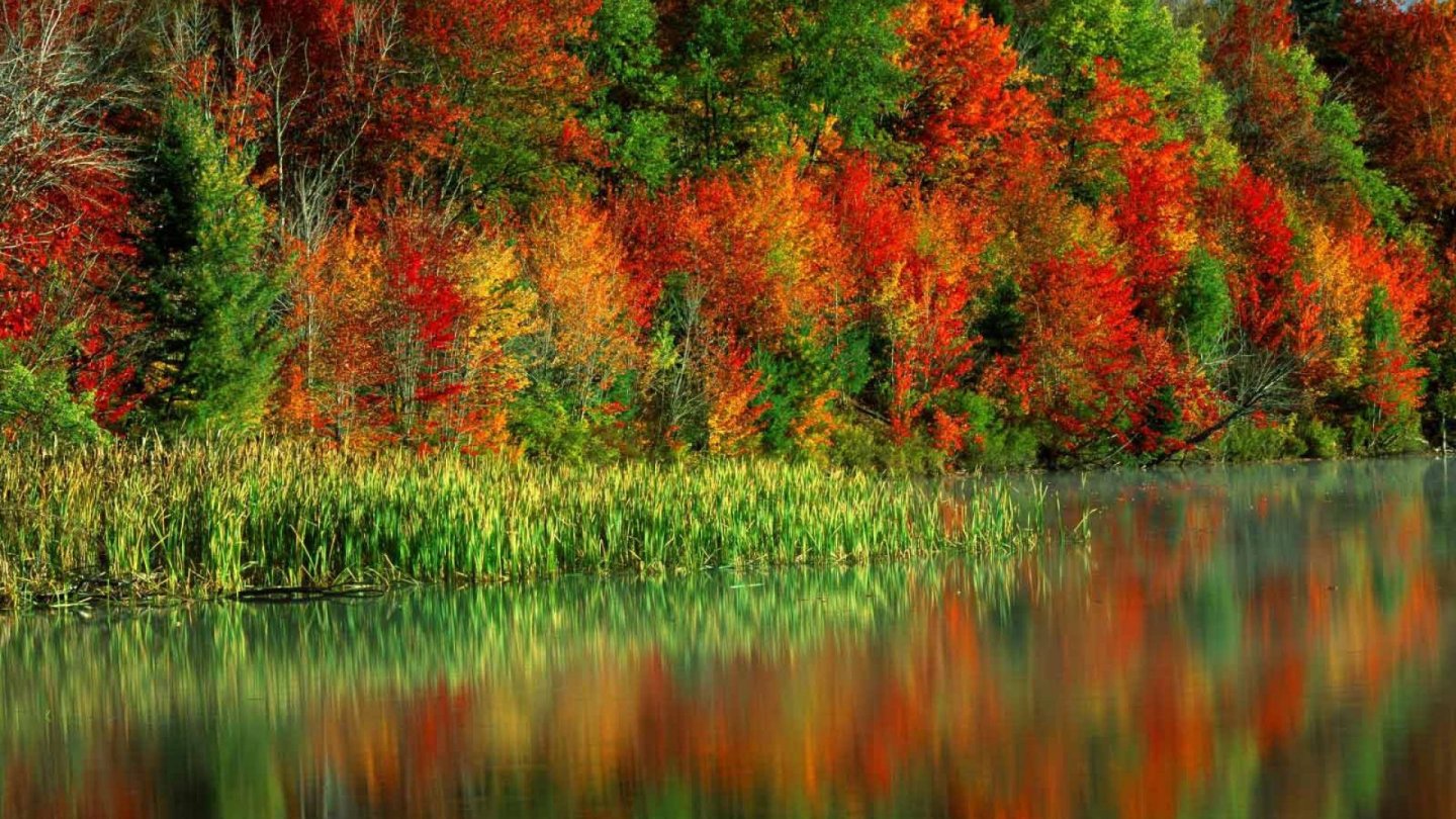 Fonds d'cran Nature Arbres - Forts 