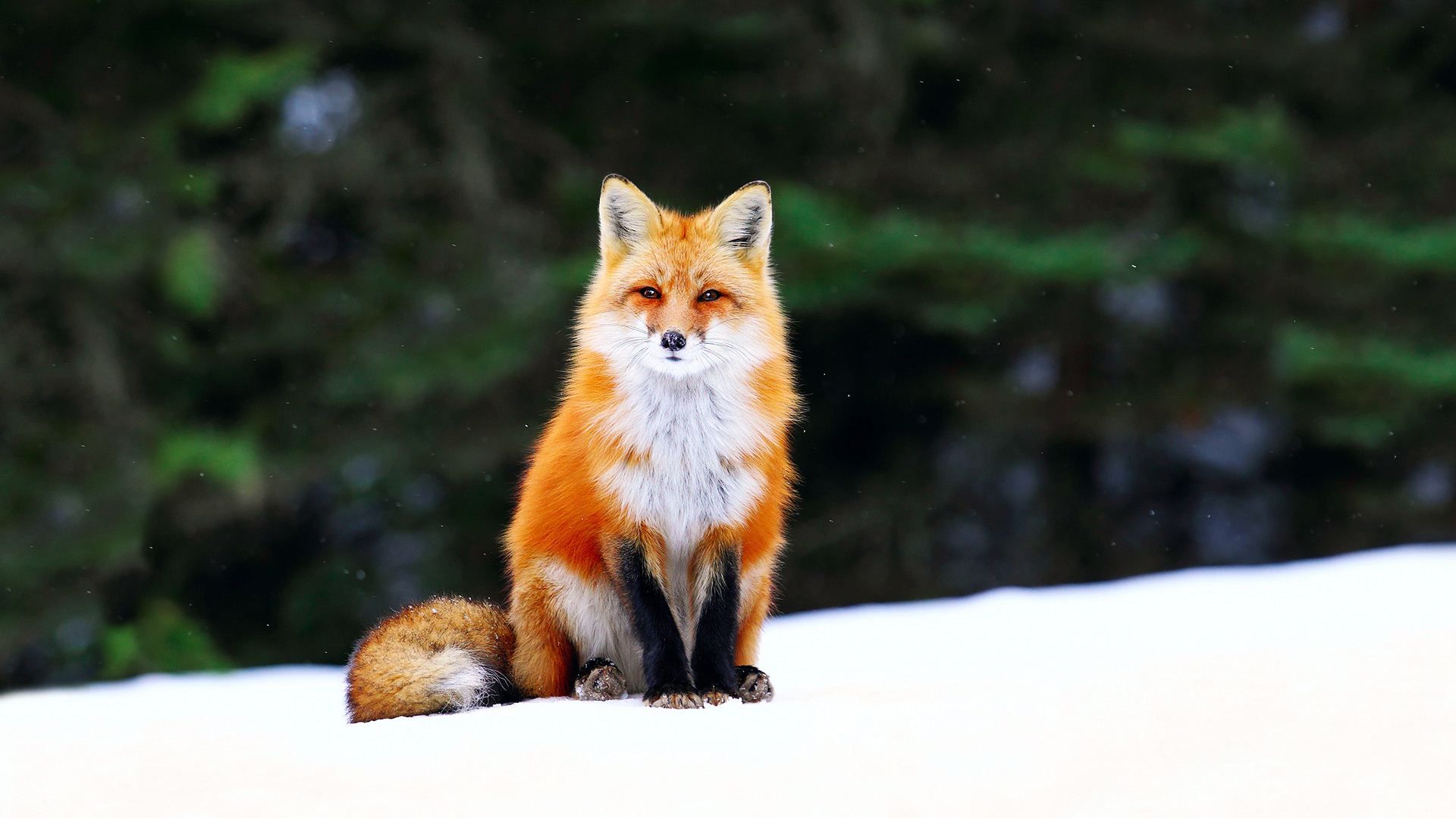 Wallpapers Animals Foxes Fox'n Snow