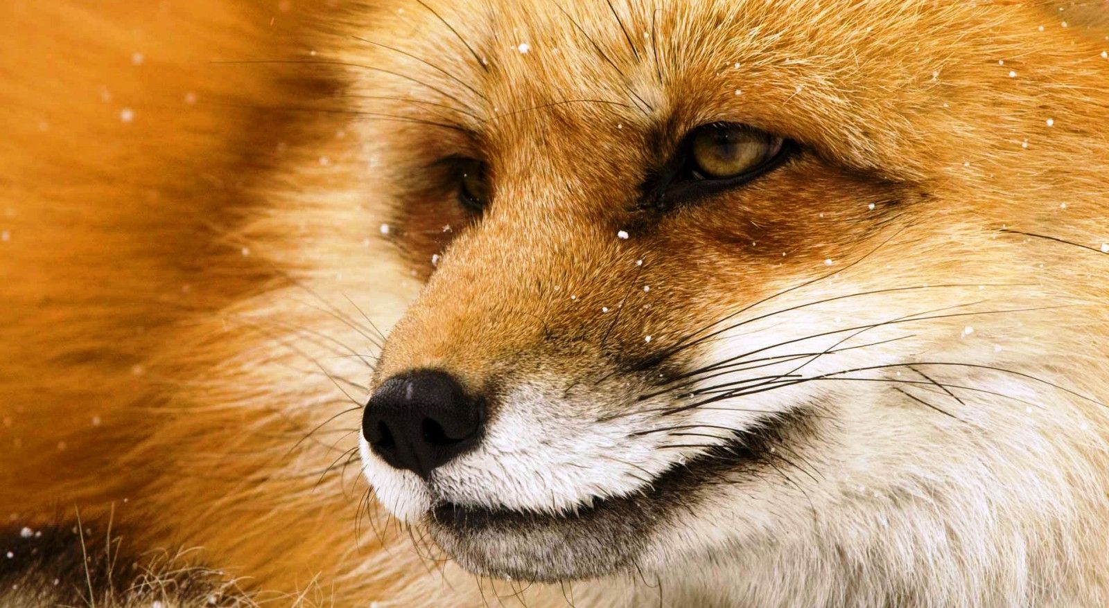 Fonds d'cran Animaux Renards Fox