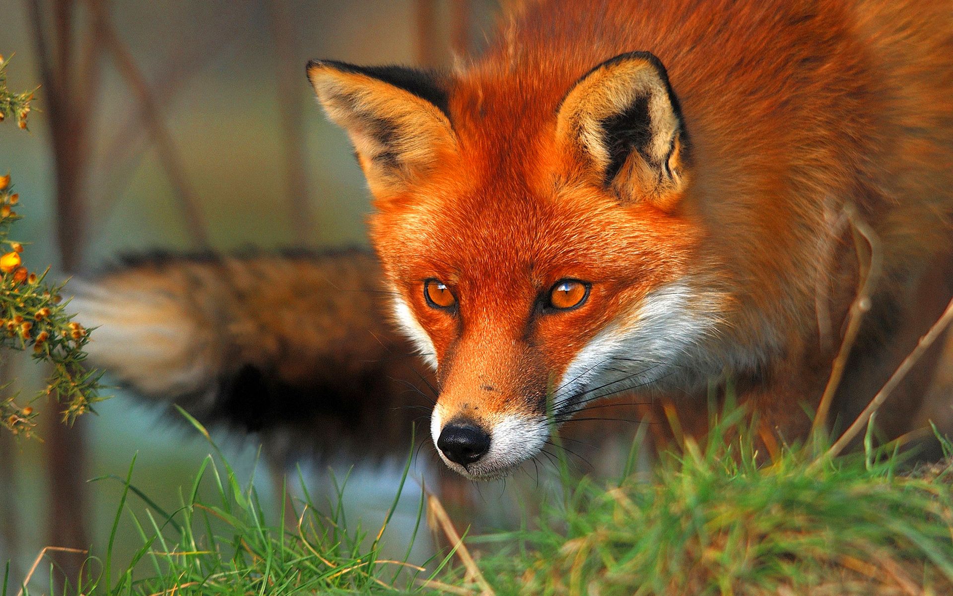 Fonds d'cran Animaux Renards So Red