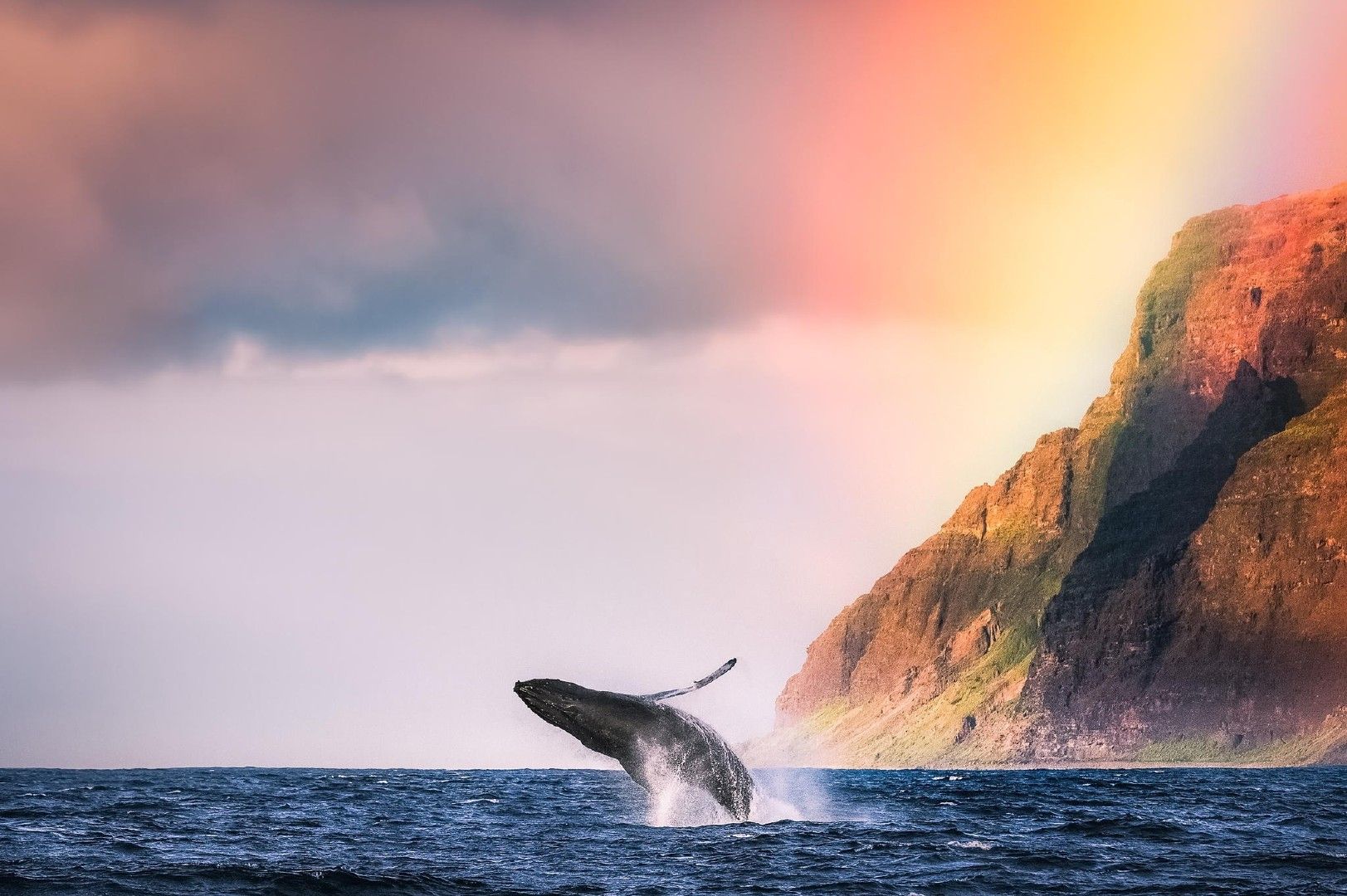 Fonds d'cran Animaux Vie marine - Baleines et Cachalots 