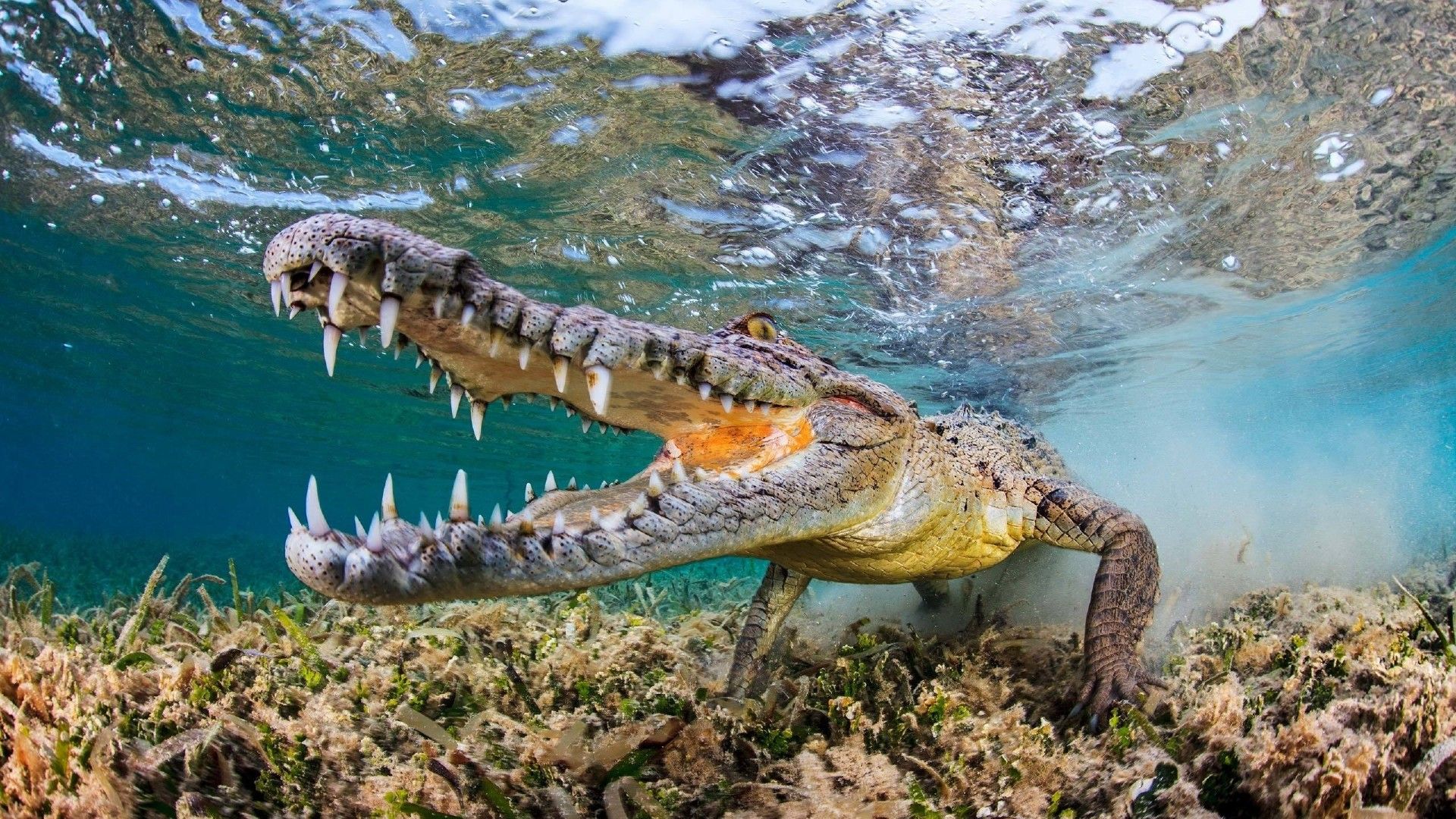 Wallpapers Animals Crocodile - Alligator - Caiman 