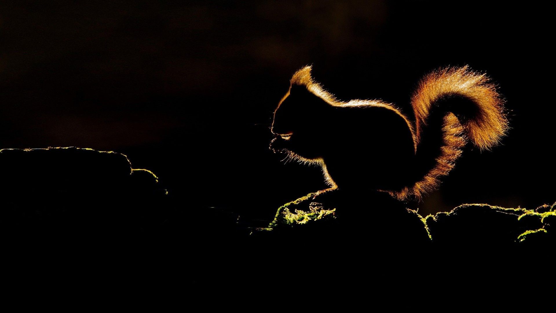 Fonds d'cran Animaux Rongeurs - Ecureuils 