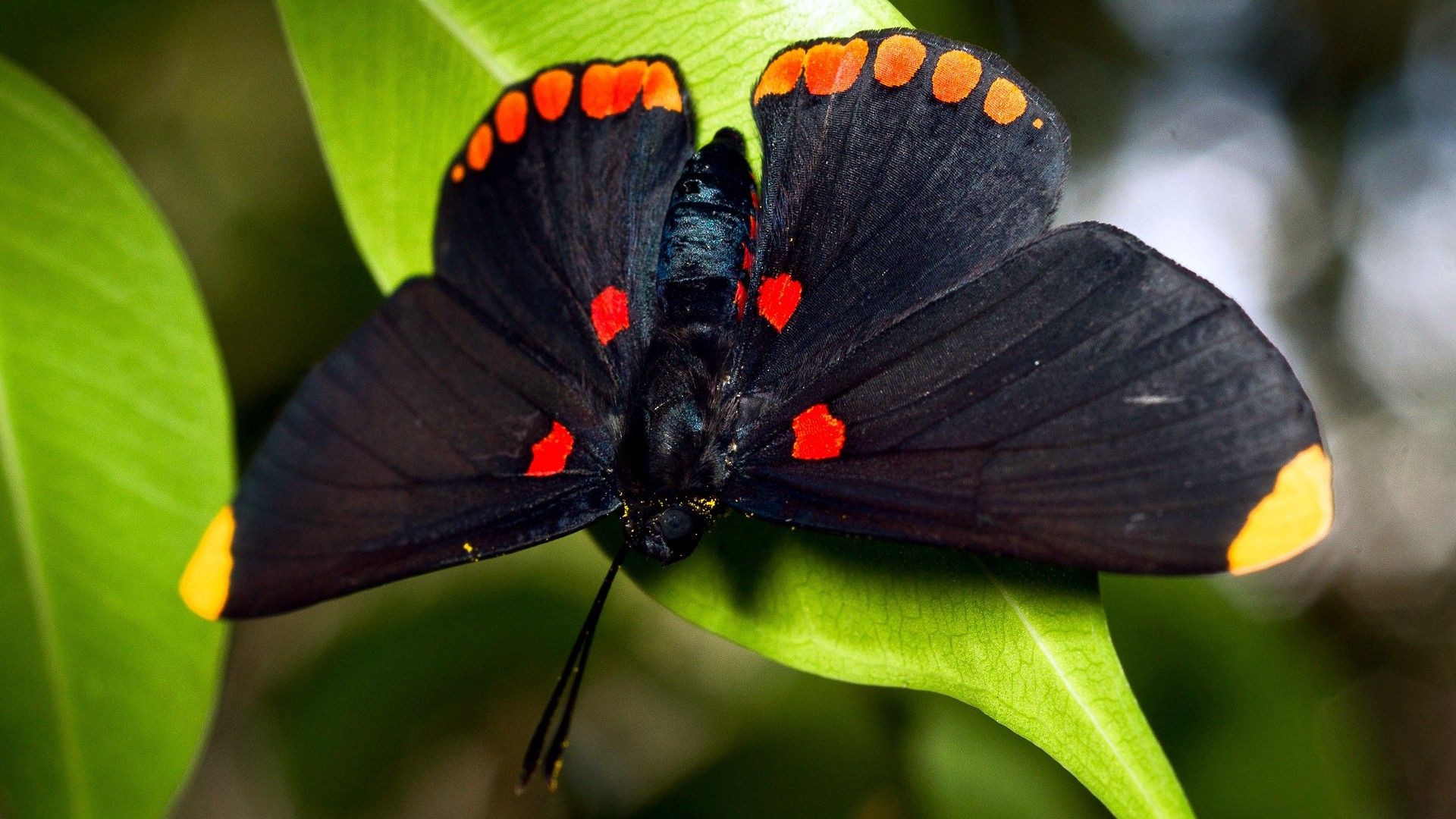 Fonds d'cran Animaux Insectes - Papillons 