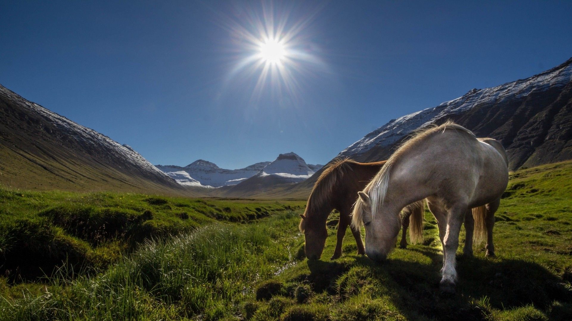 Fonds d'cran Animaux Chevaux 