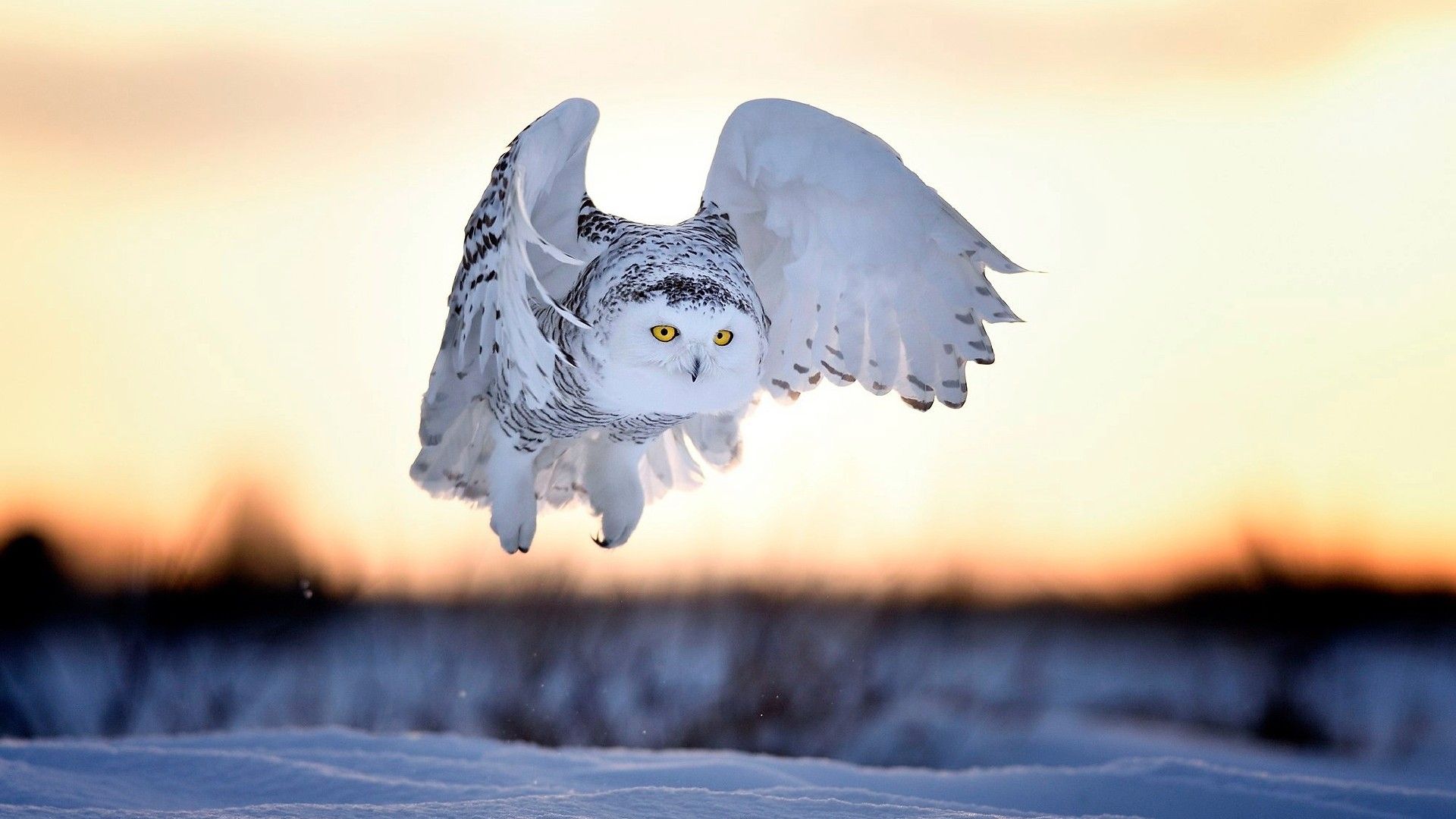 Wallpapers Animals Birds - Owls 