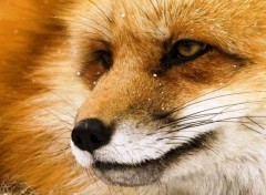  Animals Fox