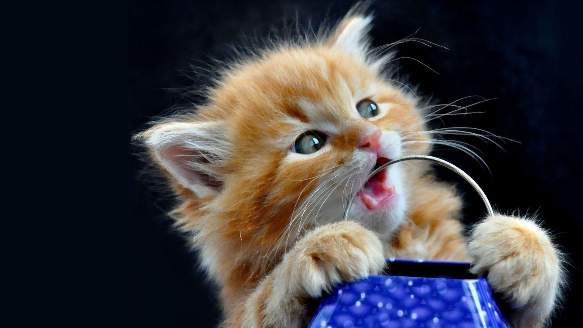 Wallpapers Animals Cats - Kittens 