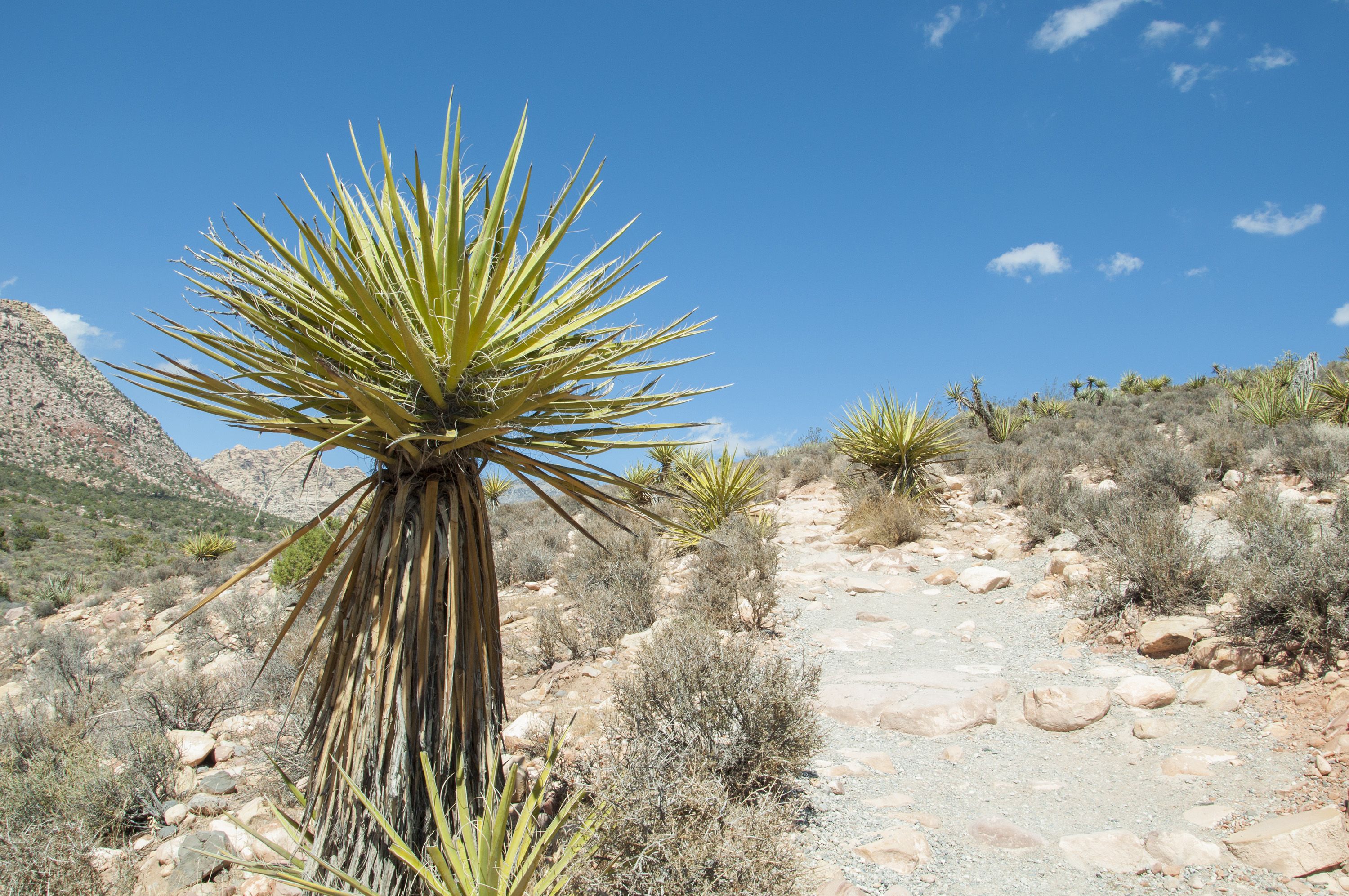 Fonds d'cran Voyages : Amrique du nord Etats-Unis > Las Vegas Red Rock Canyon