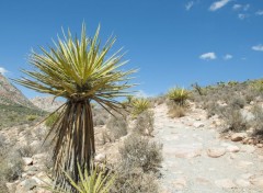  Voyages : Amrique du nord Red Rock Canyon