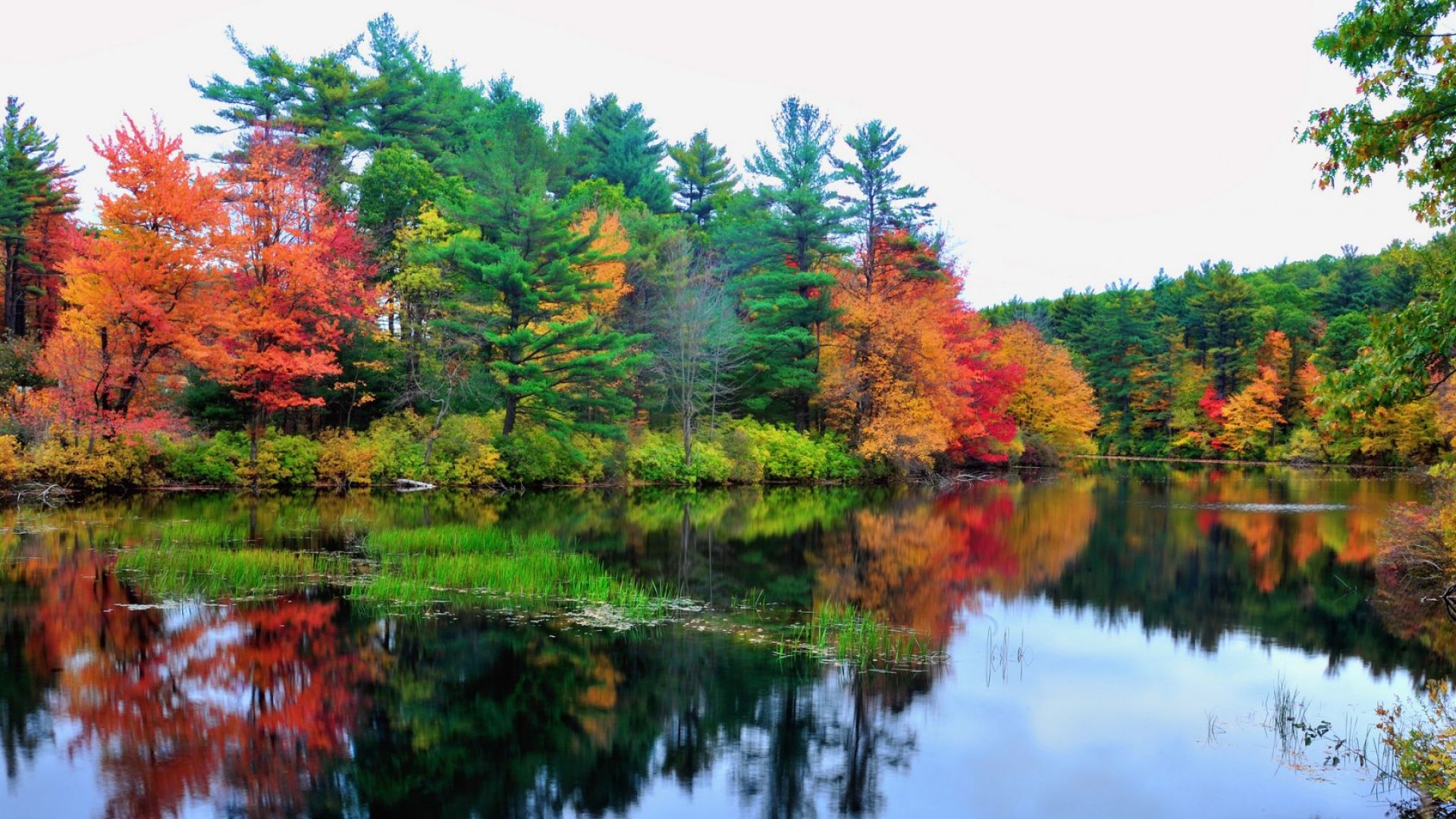 Fonds d'cran Nature Arbres - Forts 