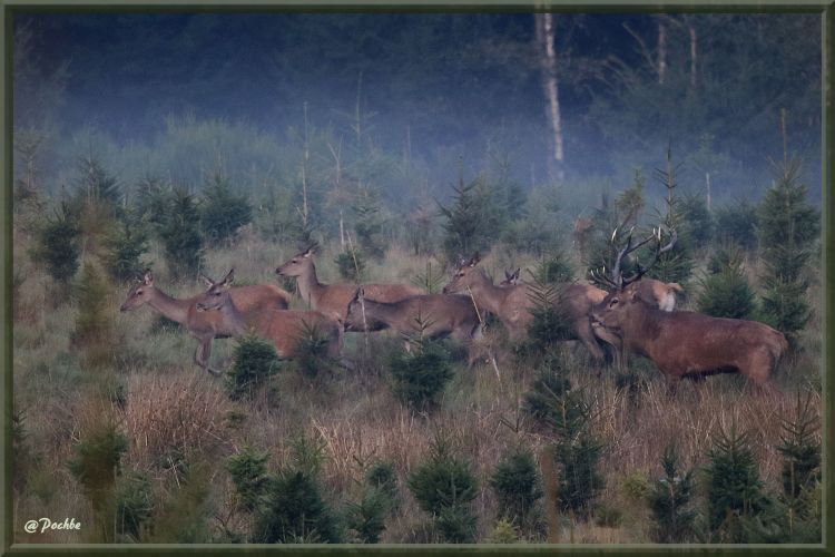 Fonds d'cran Animaux Cervids Wallpaper N417780