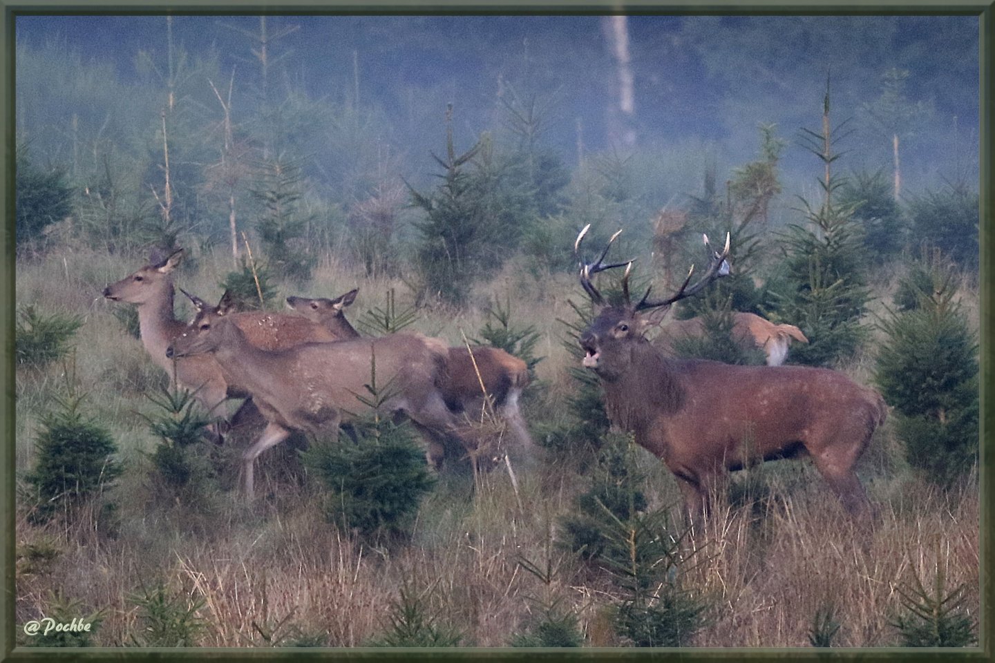 Wallpapers Animals Cervids 