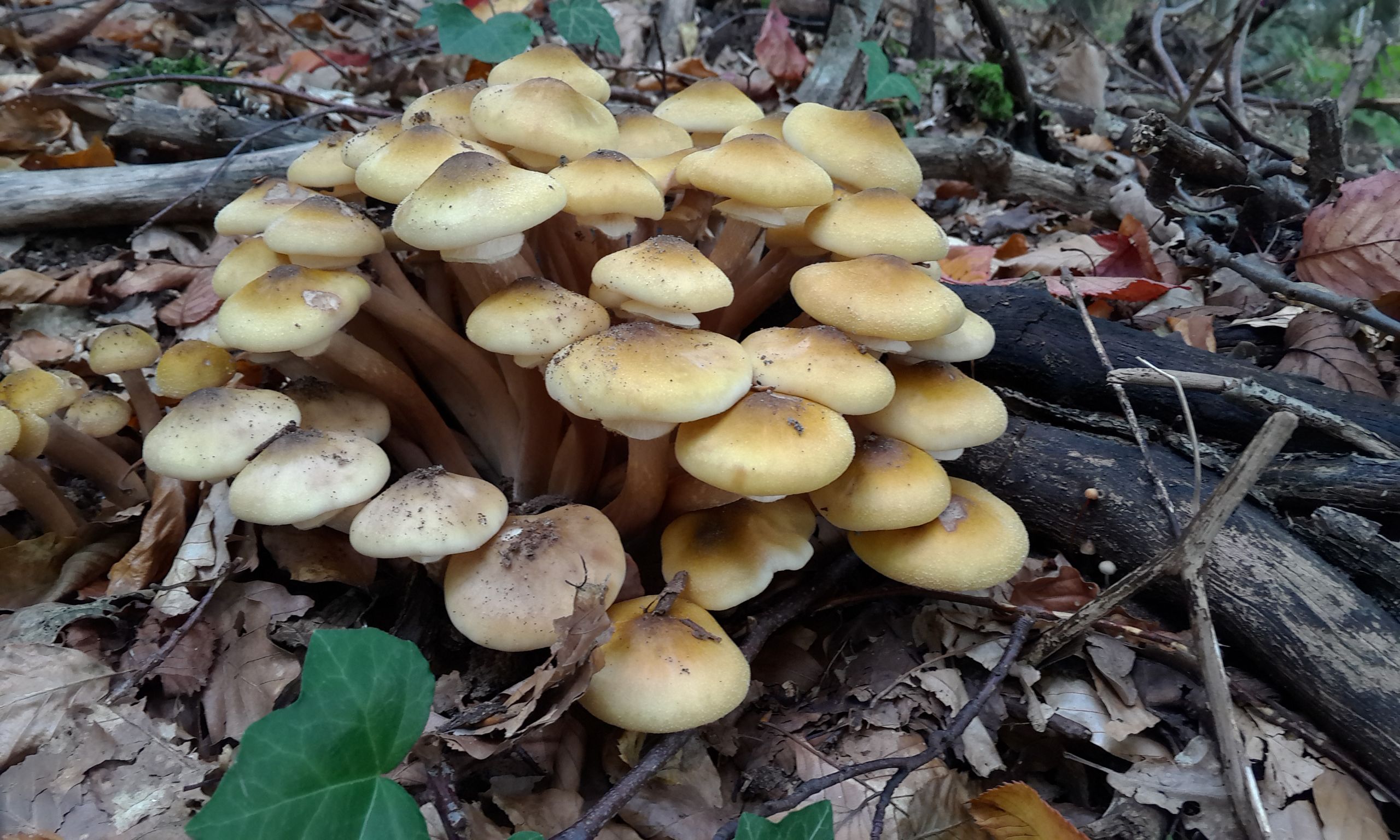 Wallpapers Nature Mushrooms 