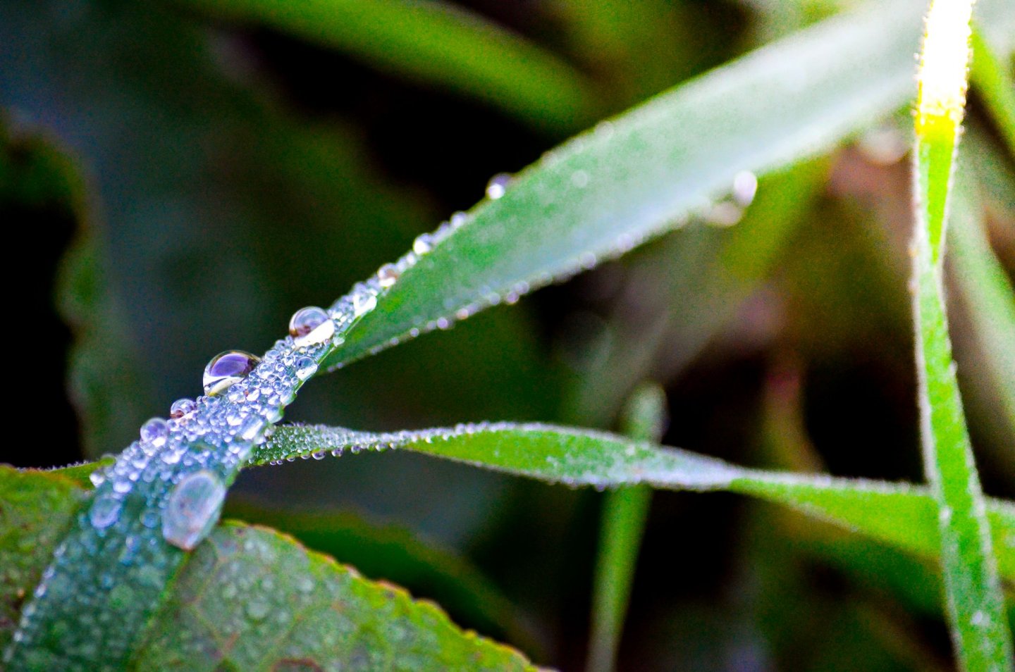 Wallpapers Nature Water - Drops 