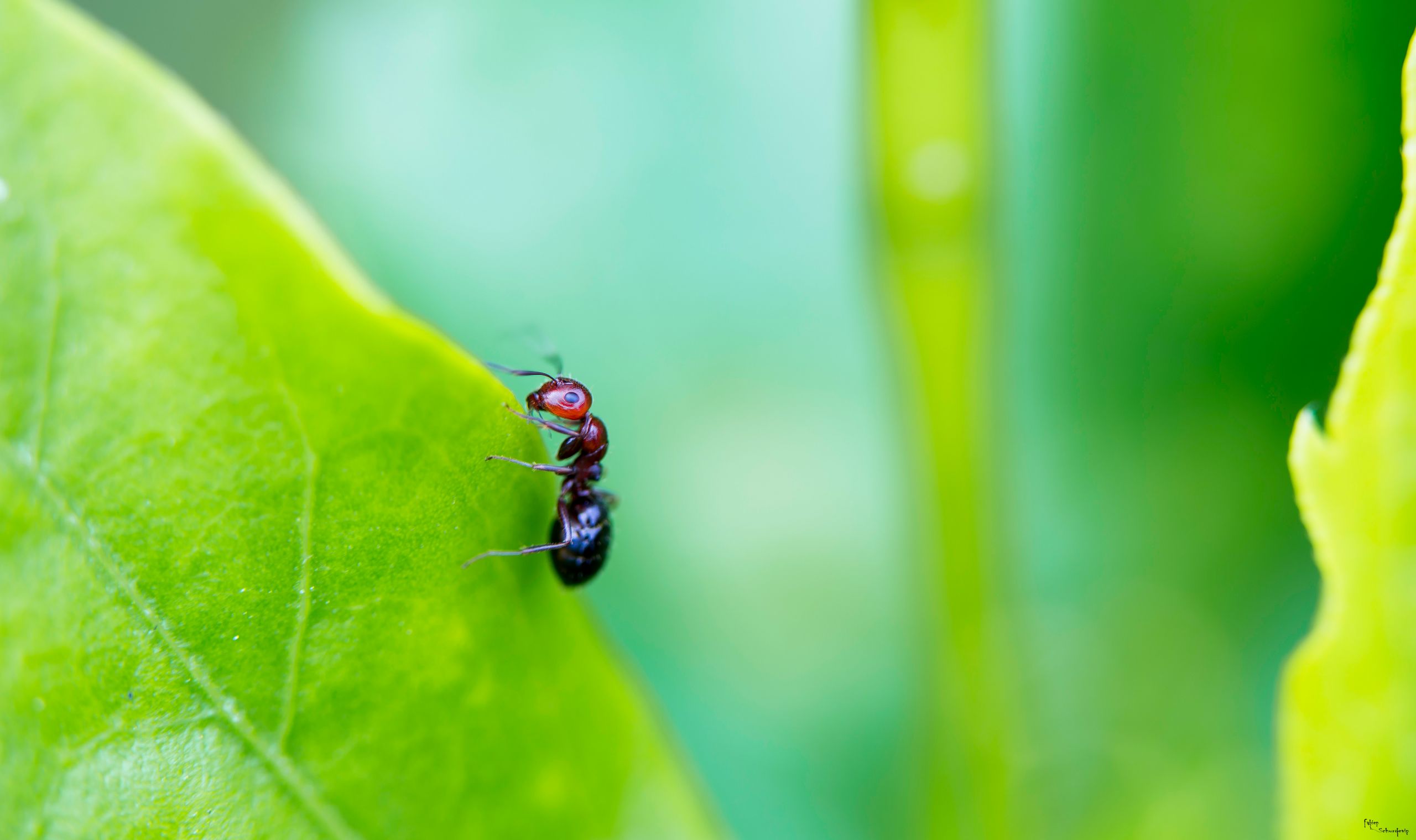 Fonds d'cran Animaux Insectes - Fourmis fourmie rouge