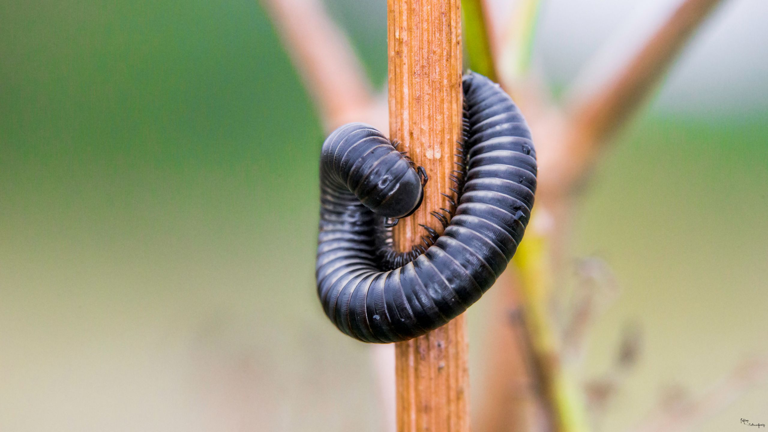 Wallpapers Animals Insects - Millipedes 