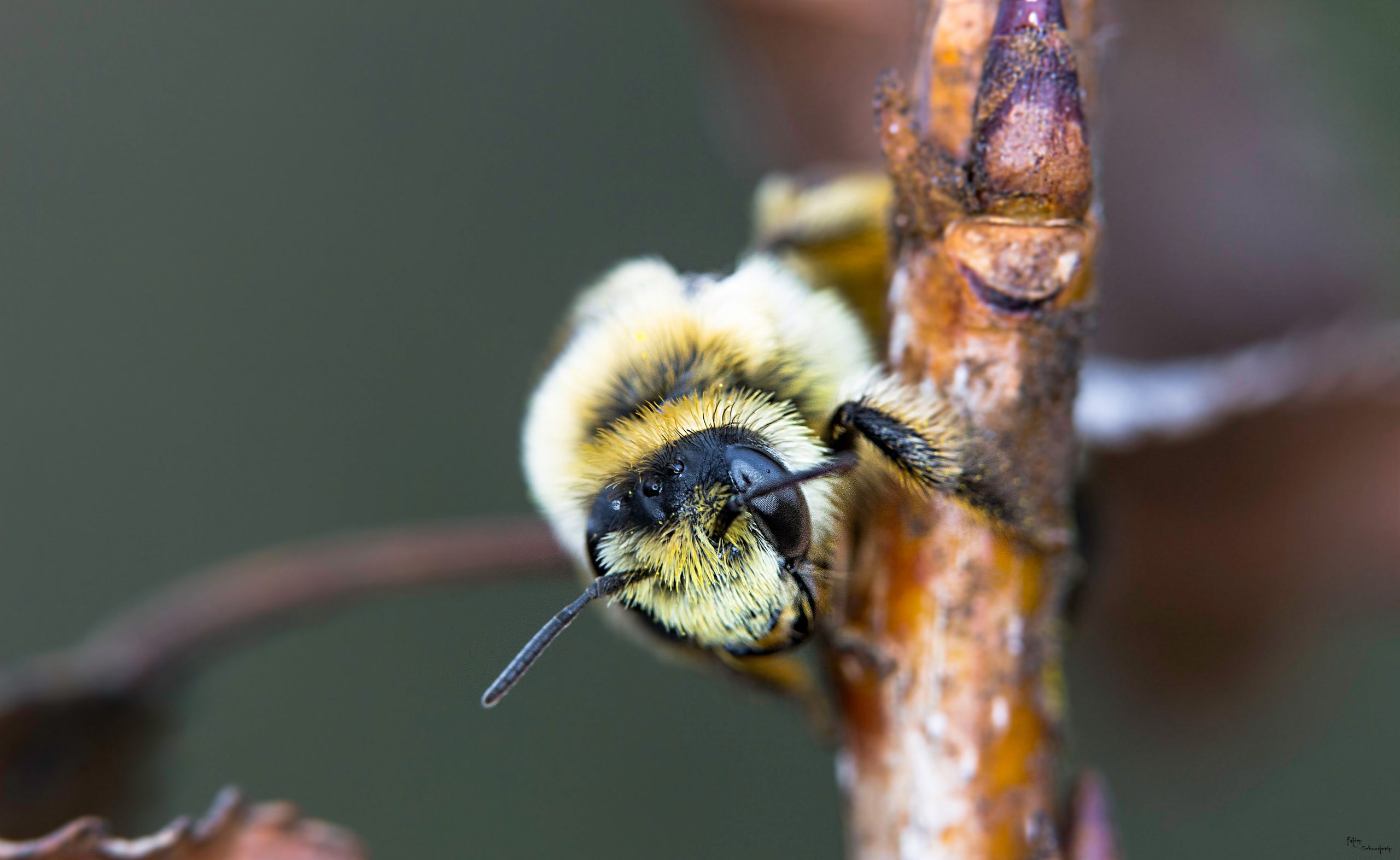 Fonds d'cran Animaux Insectes - Abeilles Gupes ... 