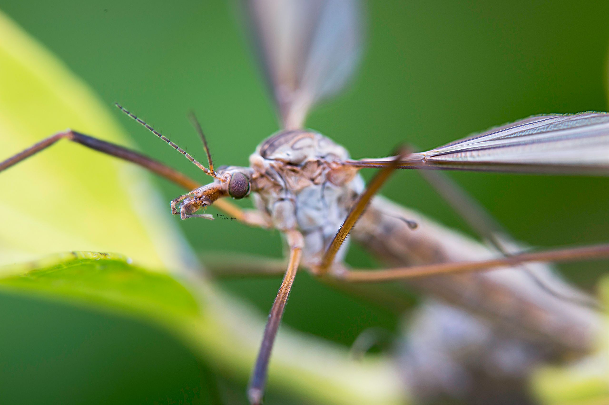 Fonds d'cran Animaux Insectes - Moustiques 