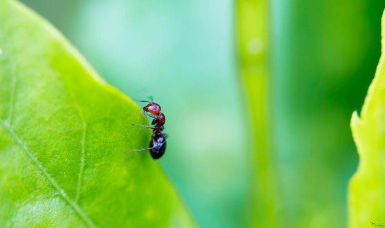 Fonds d'cran Animaux Insectes - Fourmis fourmie rouge