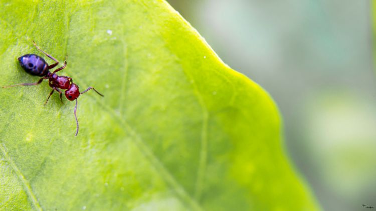 Fonds d'cran Animaux Insectes - Fourmis fourmie rouge