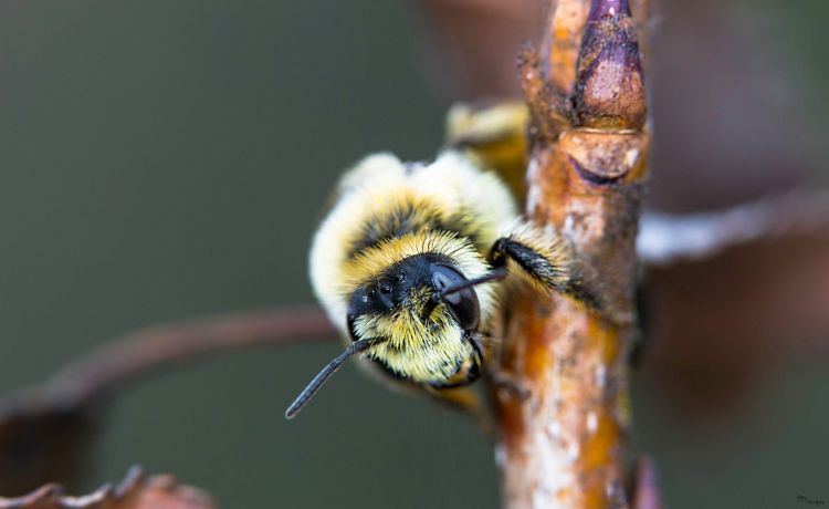 Fonds d'cran Animaux Insectes - Abeilles Gupes ... Wallpaper N417961